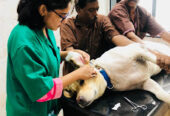 Shivaji Park Animal Clinic