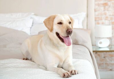 Happy-yellow-Labrador-Retriever-lying-on-the-bed-1200×800-1