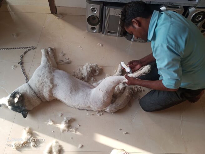 Pet Grooming & Cutting