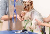 Cure & Heal Pet Clinic