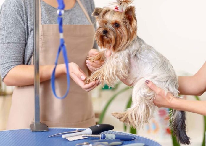 Cure & Heal Pet Clinic