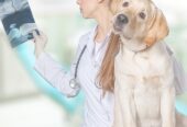 Cure & Heal Pet Clinic