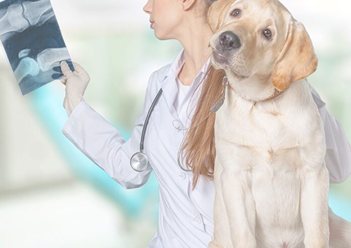 Cure & Heal Pet Clinic