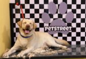 Petstreet Store Grooming and Veterinary Clinic